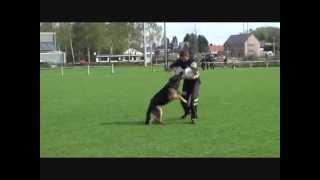 VVDH Universal Sieger  Helper  Tom Maenen [upl. by Uhthna]