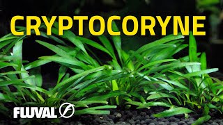 Species Spotlight  Cryptocoryne [upl. by Brandi]