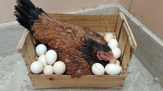 Broody Chicken Hatching Eggs 🥚  hen hatching hen harvesting [upl. by Brine]