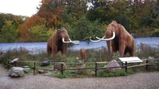 Tilbage til istiden Zoo Aalborg [upl. by Aihtak886]