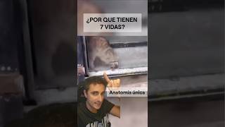 ¿Por qué dicen que los gatos tienen 7 vidassupervivencia curiosidades sabiasque [upl. by Aihsilef28]