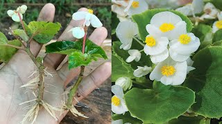 Begonia plant propagation  how to propagate begonias from cuttings  begonia plant care [upl. by Sharia]