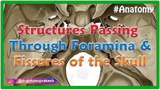 Structures passing through foramina and fissures of the Skull [upl. by Ahsenot]