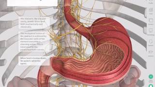 The GastroIntestinal Tract  Complete Anatomy [upl. by Esinned]