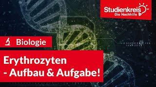 Erythrozyten  Aufbau amp Aufgabe  Biologie verstehen mit dem Studienkreis [upl. by Nuncia]