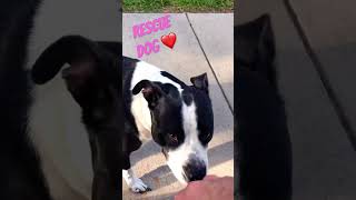 Beautiful Rescue Pit Bull dog and classic 70’s song 2024 New Video USA newvideo subscribers usa [upl. by Gerome255]