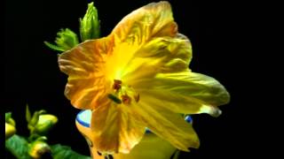 Salpiglossis sinuata Painted tongue blooming [upl. by Fabio658]