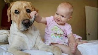 Grappig Baby Vervelende Honden  Schattige Hond [upl. by Oirasor]