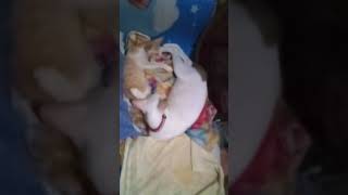 goodnight yoall music youtube youtubeshorts cat oren catlover catshorts keşfet [upl. by Twum]