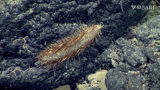 The golden sea mouse uses brilliant bristles to thrive in the deep sea [upl. by Korie409]