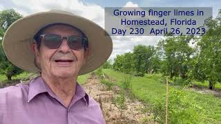 Growing Finger Limes in Homestead Florida Day 230 [upl. by Eleinad]