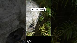 Bald Faced Hornets Daily Nest  Close up expansion [upl. by Pederson]