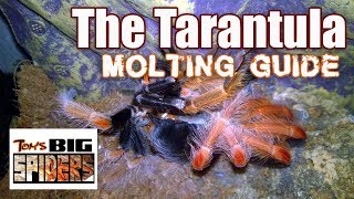 Tarantula Molting Guide  Signs of Premolt [upl. by Iram551]