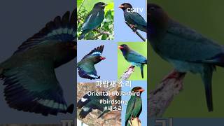 Oriental Dollarbird 파랑새 소리 새소리 새소리asmr birdsong birdcall birdsound birdsounds [upl. by Dimphia]