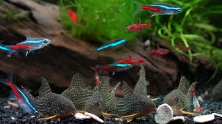 aquarium feeding time with sterbai shrimp tetra and chili rasbora [upl. by Andeee162]