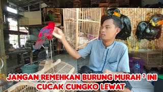 JANGAN REMEHKAN BURUNG MURAH ² INI CUCAK CUNGKO LEWAT [upl. by Ermentrude898]