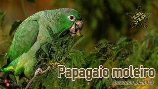 Papagaio moleiro Amazona farinosa  Mealy Parrot [upl. by Waneta]