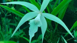 Brassavola cucullata [upl. by Spence]