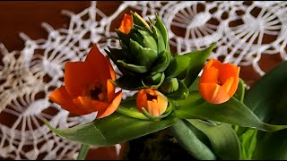 Ornithogalum dubium [upl. by Gretna]