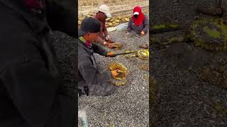 The Process Of Extracting Sunflower Seeds [upl. by Nicolai]