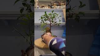 Beautiful Ficus microcarpa bonsai tree root over rock composition in new shallow pot [upl. by Retsevlys916]