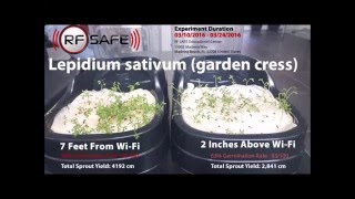 Experiment Netgear N750 Wifi Radiation effects on cress seeds Lepidium sativum germination [upl. by Morentz]