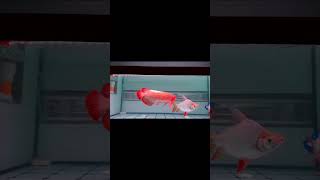 RED ARWANA music musica funk aquarium aquascap dj aquascapemini fish [upl. by Gallard]