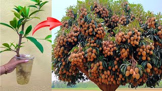 Simple technique for propagating sapodilla plants at home at a cost of 0 [upl. by Atonsah751]