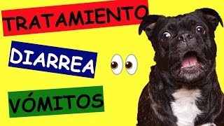 TRATAMIENTO PARA DIARREA Y VOMITO AMARILLO EN PERROS [upl. by Atinomar]