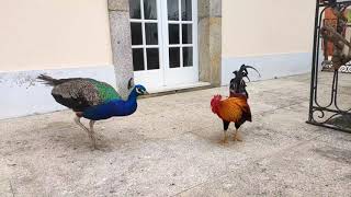 Fight between peacock and rooster pt2  The Rooster Karaté kick [upl. by Desdee481]