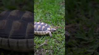 Marginated tortoise Testudo marginata [upl. by Nesmat]