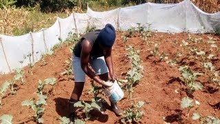 SIMPLE ORGANIC LIFE IN RURAL KENYAPEST CONTROL IN A ORGANIC WAYiammarwaVILLAGE [upl. by Hasty]