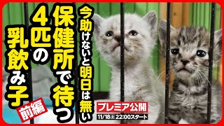 【子猫 保護】明日には消えてしまうかもしれない小さな命。生きるために産まれた尊い命を守りたい【前編】 [upl. by Leesen662]