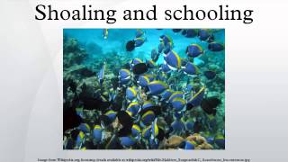 Shoaling and schooling [upl. by Blasien]