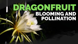 How to Grow Dragonfruit Part 4 Blooming amp Pollination 🐉🏵️ [upl. by Aiem]