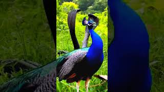 Hungry peacock hungry peacock viralshort viralreels peacocking [upl. by Aivax]