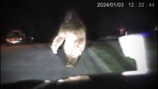 Most Disturbing Things Ever Caught on Dash Cam Footage [upl. by Rafaelle]