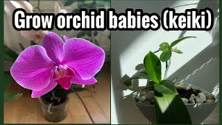 How to grow baby Orchid plants keikiorchid propagation [upl. by Summer]