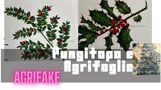 IL PUNGITOPO Ruscus aculeatus E L’’AGRIFOGLIO Ilex aquifolium [upl. by Atteras]