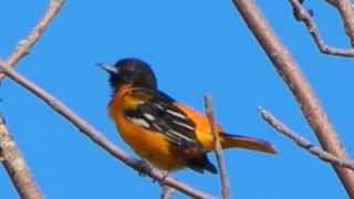 Baltimore Oriole Singing [upl. by Semyaj803]