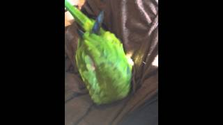 Playful Hahns Macaw Jenday Conure Hybrid [upl. by Harbour]