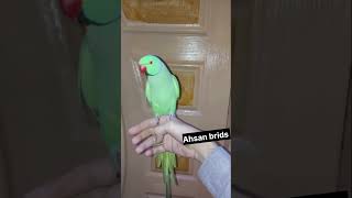 ye mithu talking parrot cute ❤️ [upl. by Aierdna]