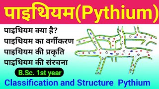 pythium  pythium fungi  pythium bsc 1st year  pythium classification and structure  पाइथियम कवक [upl. by Macy]