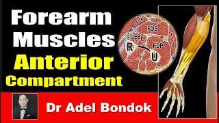 How Do You Remember Every Muscle in the Forearm Anterior Compartment Dr Adel Bondok [upl. by Charo534]