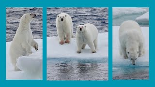 Eisbären in der kanadischen Arktis [upl. by Anawk963]