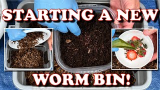 How I Start A New Worm Bin amp 6 Day Check In  Vermicompost Worm Farm [upl. by Leonerd403]