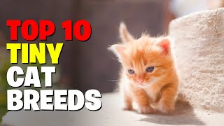 10 Tiny Cat Breeds That Forever Looks Like Adorable Kittens [upl. by Almira348]