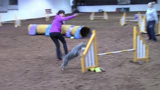 Miniature schnauzer Ralph  agility training with Stacey [upl. by Pitzer]