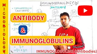 Immunoglobulins or antibodies  Type of antibody Ig  immunoglobulins biochemistry and functions [upl. by Ahsenahs719]