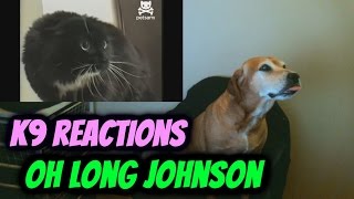 Talking cat says Oh Long Johnson REACTION [upl. by Westlund376]